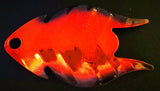 AGENT ORANGE